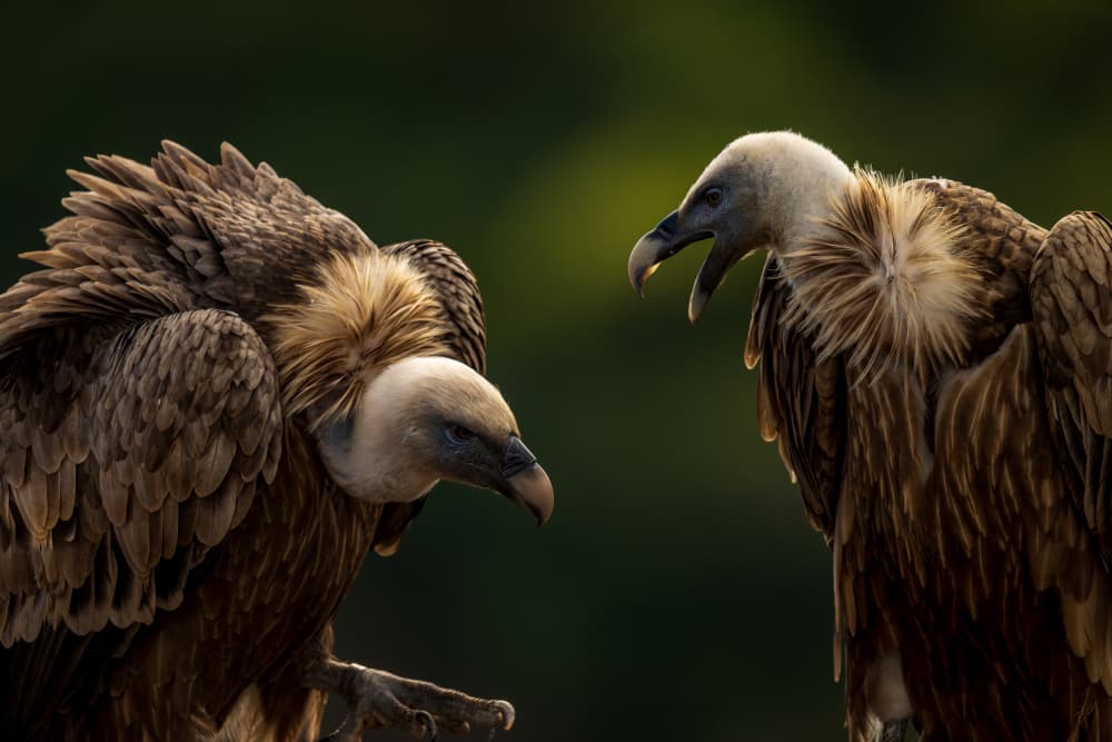 Vultures Wild Interaction by Shmulik Weiss — canvas wall art