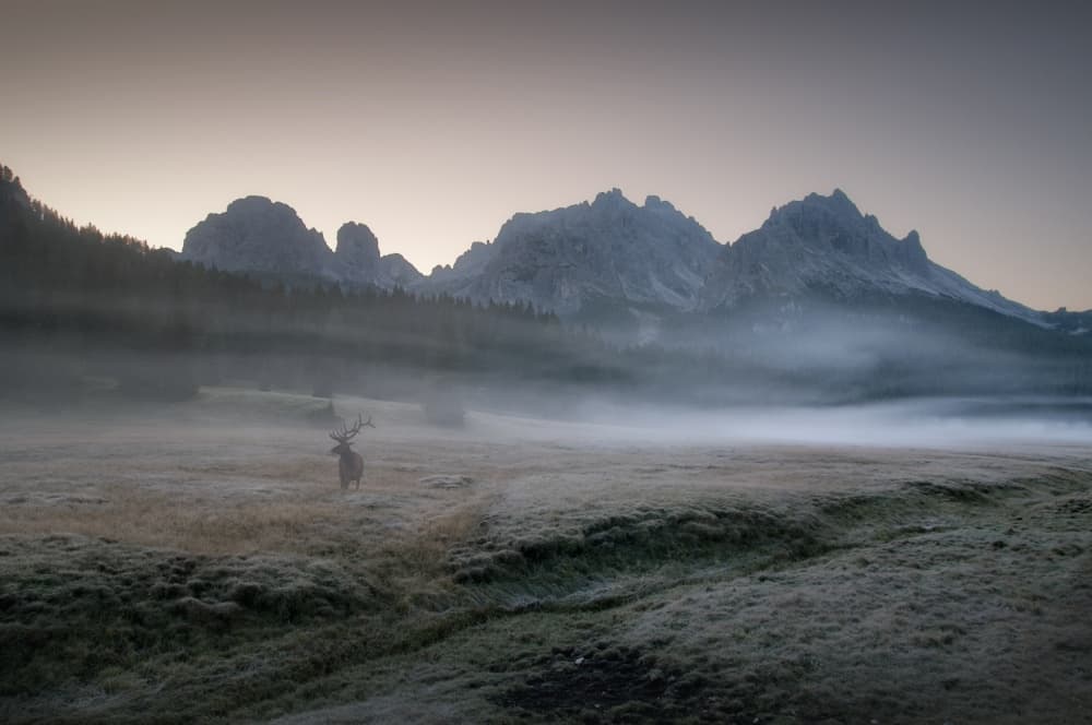 Misty Morning Elk by INIGO CIA — canvas wall art
