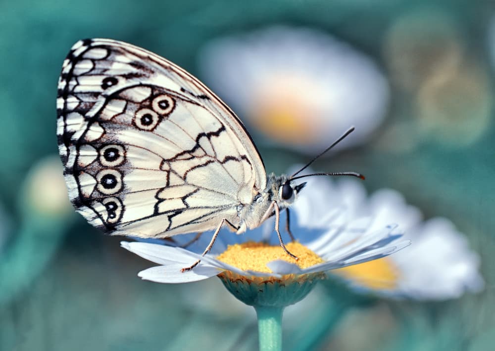 Delicate Daisy Butterfly by Mustafa öztürk — canvas wall art