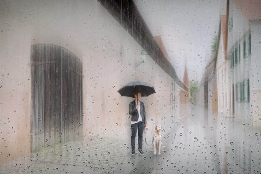 Rainy City Companions by Roswitha Schleicher-Schwarz — canvas wall art