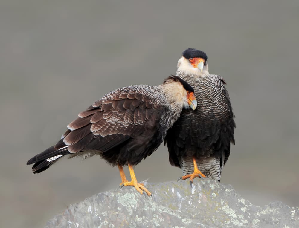 Wildlife Caracaras by Yuan Su — canvas wall art