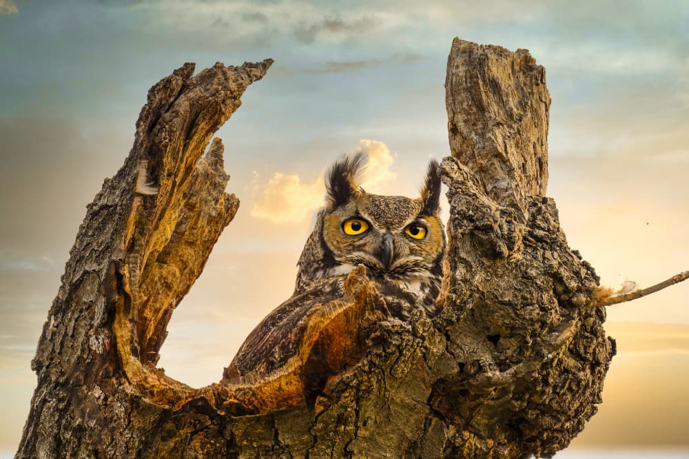 Owl's Golden Gaze by Mike He — canvas wall art