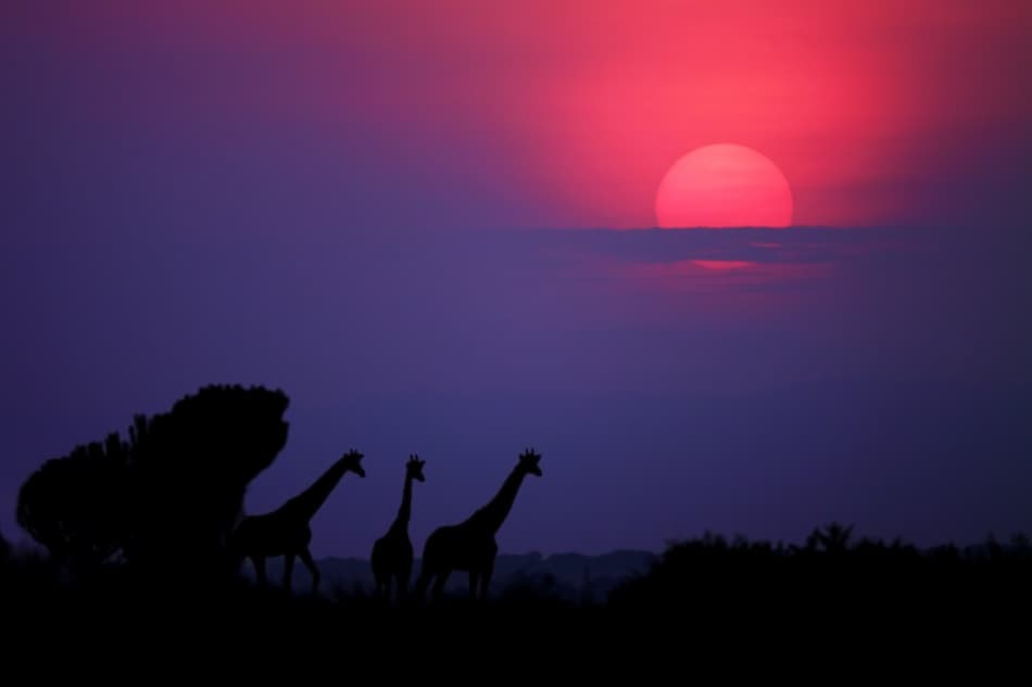 African Sunset Giraffes by Nicolás Merino — canvas wall art