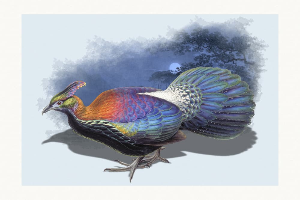 Iridescent Monal Night Bird by Marja van den Hurk — canvas wall art