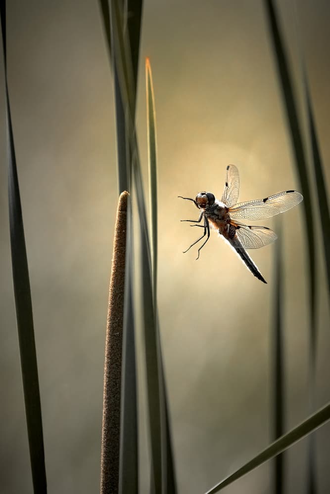 Dragonfly in Golden Light by Peter Schade — canvas wall art