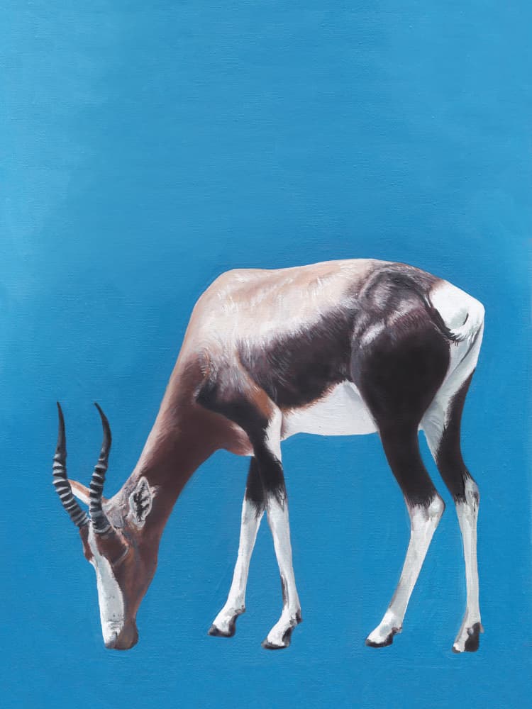 African Blesbok Grazing by Viccy Wanliss — canvas wall art