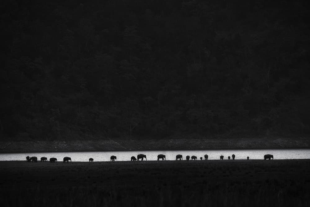 Elephant Family Silhouette by swapnil deshpande — canvas wall art