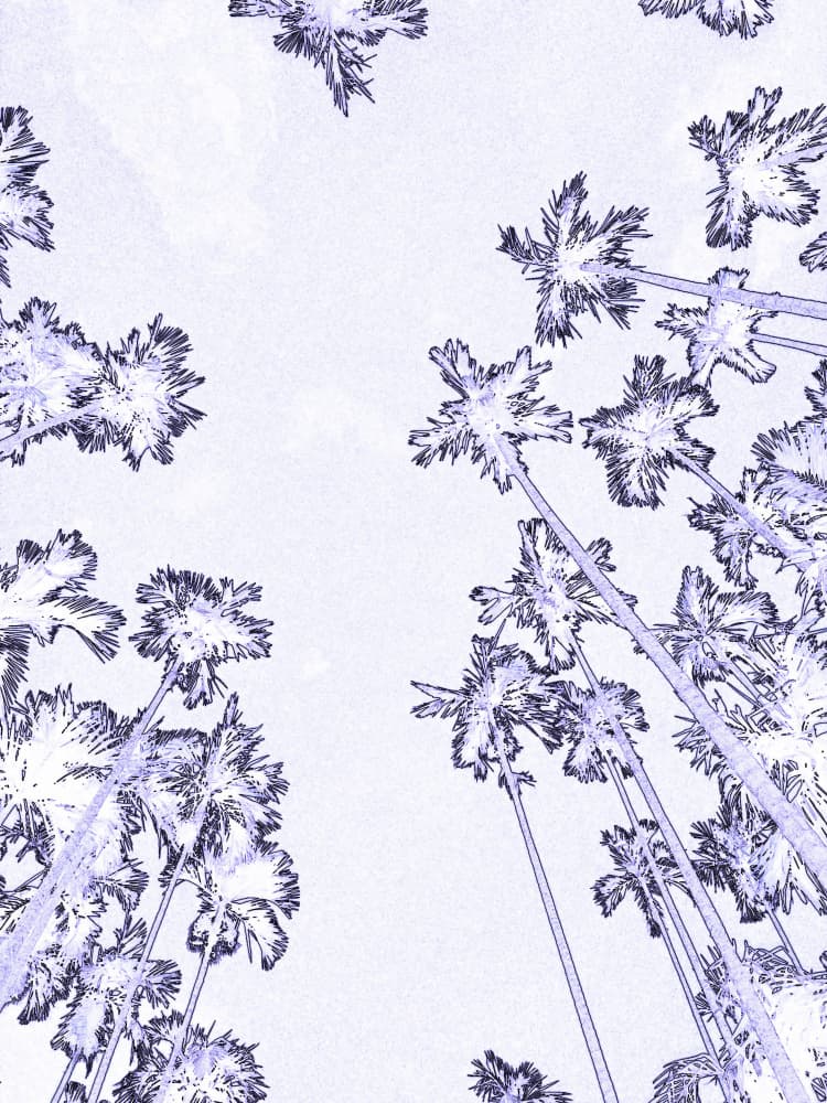 Tropical Palms Skyward by Santhosh ch — canvas wall art