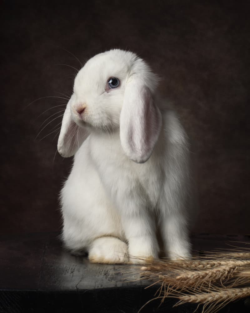 Timeless Portrait of Coco, the White Holland Lop Rabbit by Noa Nick — canvas wall art