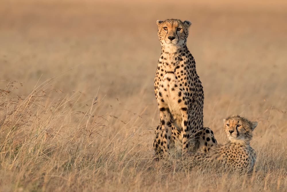 Cheetah Mother and Cub by Renee Doyle — canvas wall art