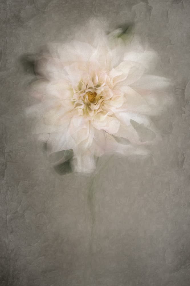 Soft White Bloom by Cicek Kiral — canvas wall art