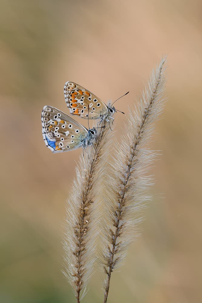 Blue Butterflies Perched by Roberto Marini — canvas wall art