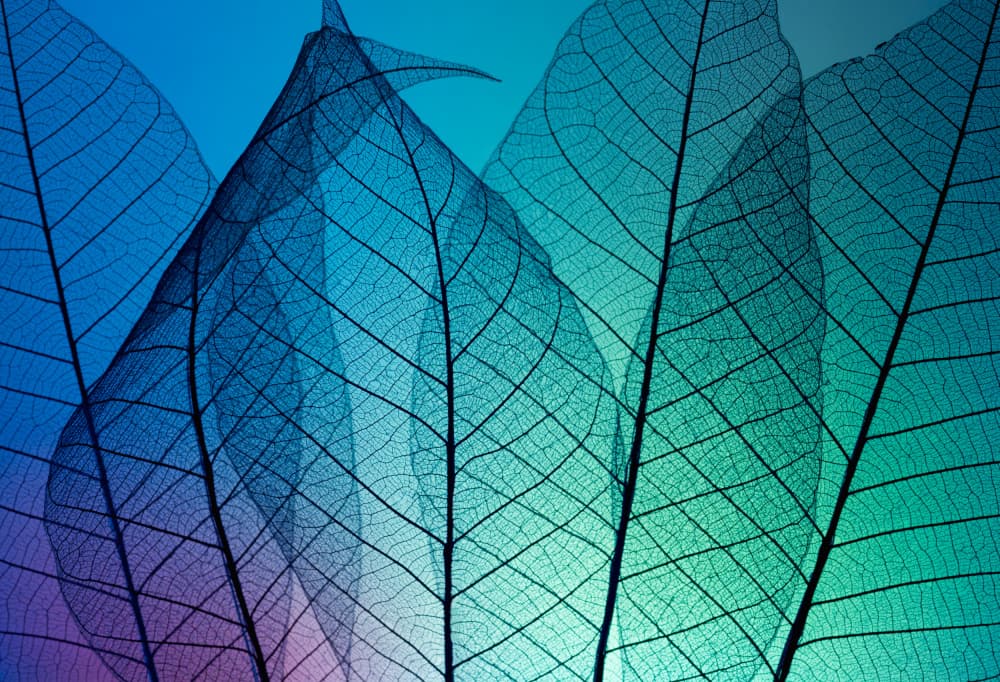 Translucent Leaf Gradient by Shihya Kowatari — canvas wall art