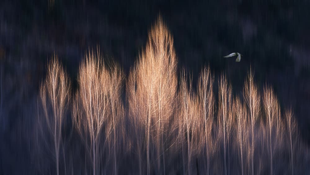 Golden Forest Flight by Bingo Z — canvas wall art