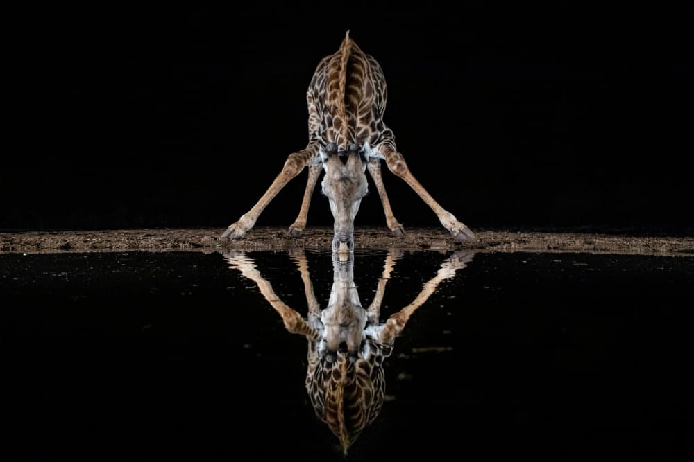 Nighttime Giraffe Reflection by Alessandro Catta — canvas wall art