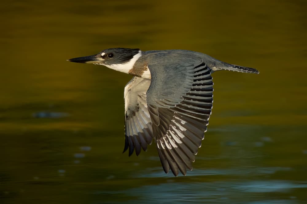 Kingfisher in Flight by Johnny Chen — canvas wall art