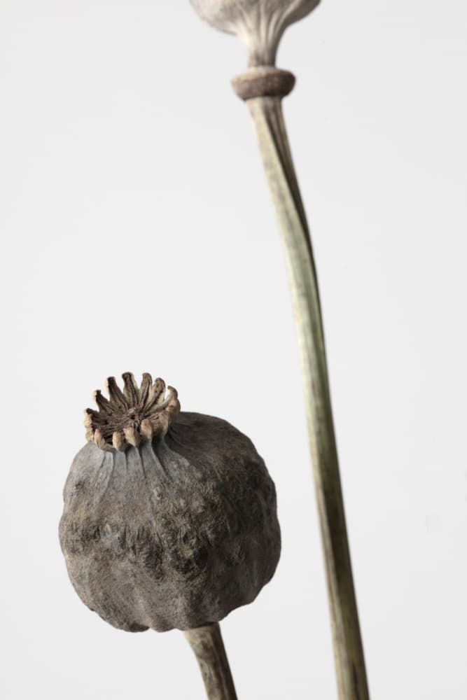Dried Poppy Pods by Pictufy Studio III — canvas wall art