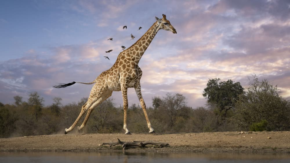 Running Giraffe Sunset by Clint Ralph — canvas wall art