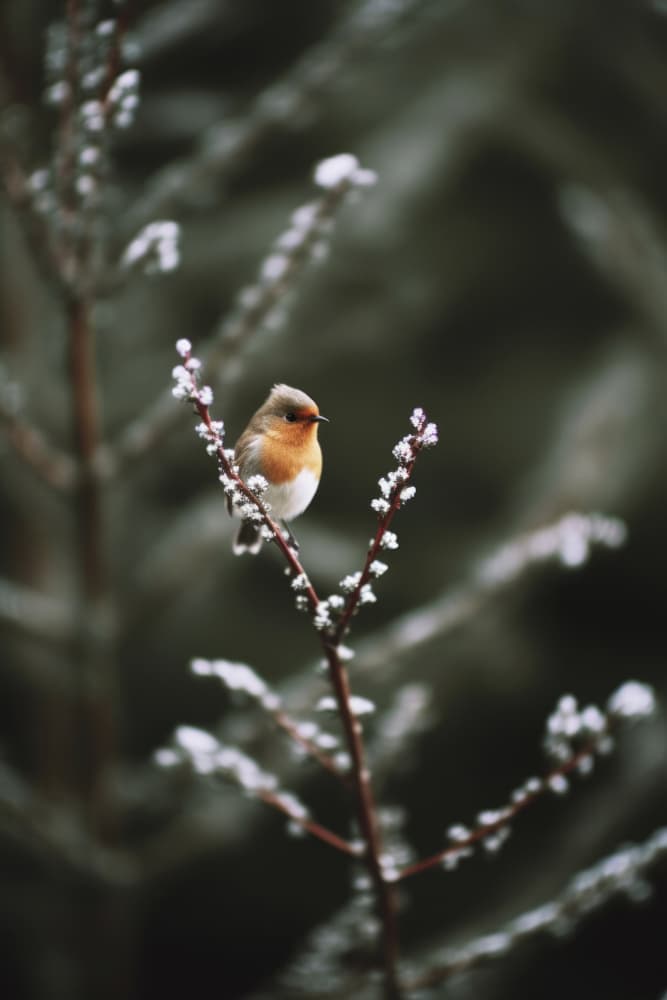 Winter Robin's Perch by Treechild — canvas wall art
