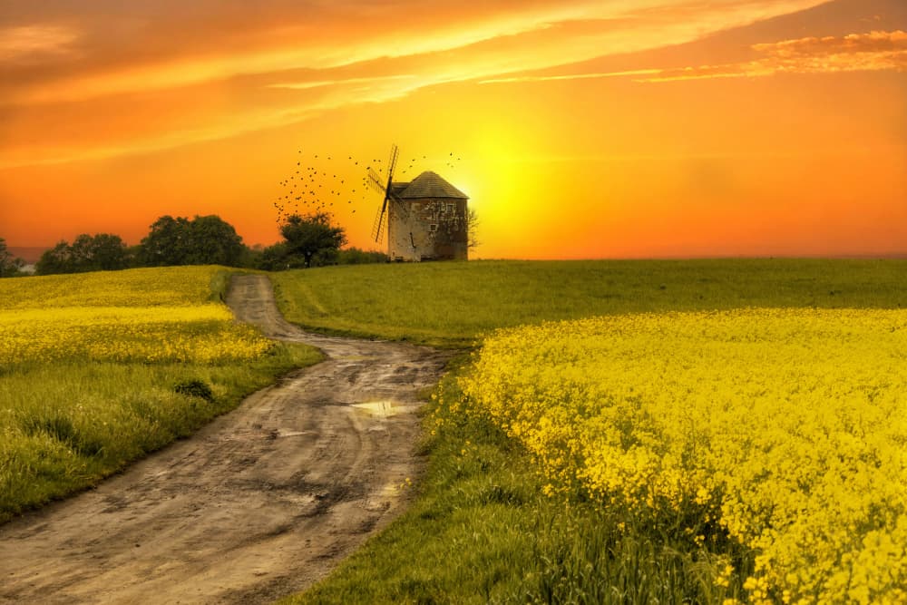 Golden Hour Windmill Path by Ewa Całkosińska-Kajzer — canvas wall art