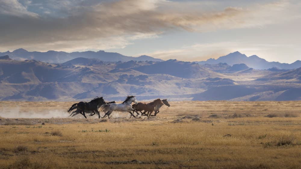 Wild Horses Running by Lisa Aurora Campbell — canvas wall art