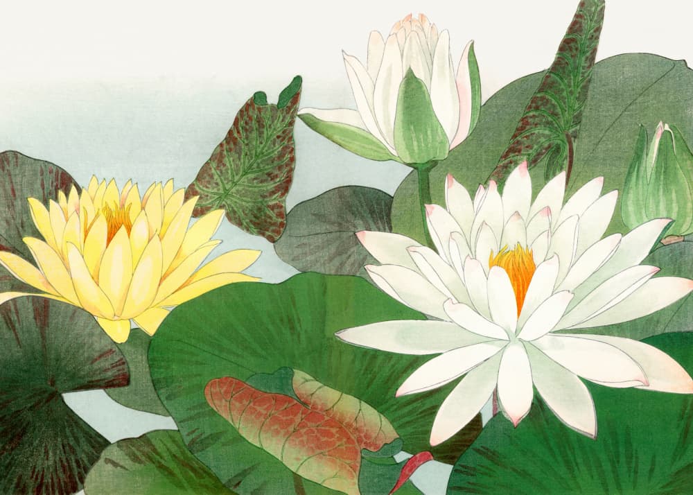 Nymphaea Lotus No.2 by Tanigami Konan — canvas wall art