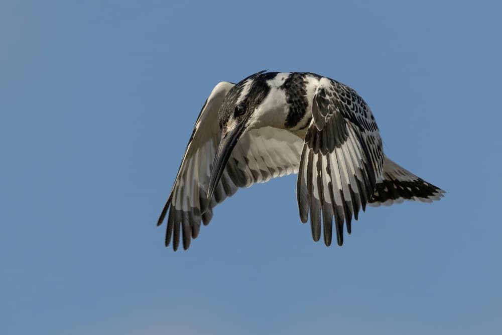 Pied Kingfisher Dive by Guy Wilson — canvas wall art