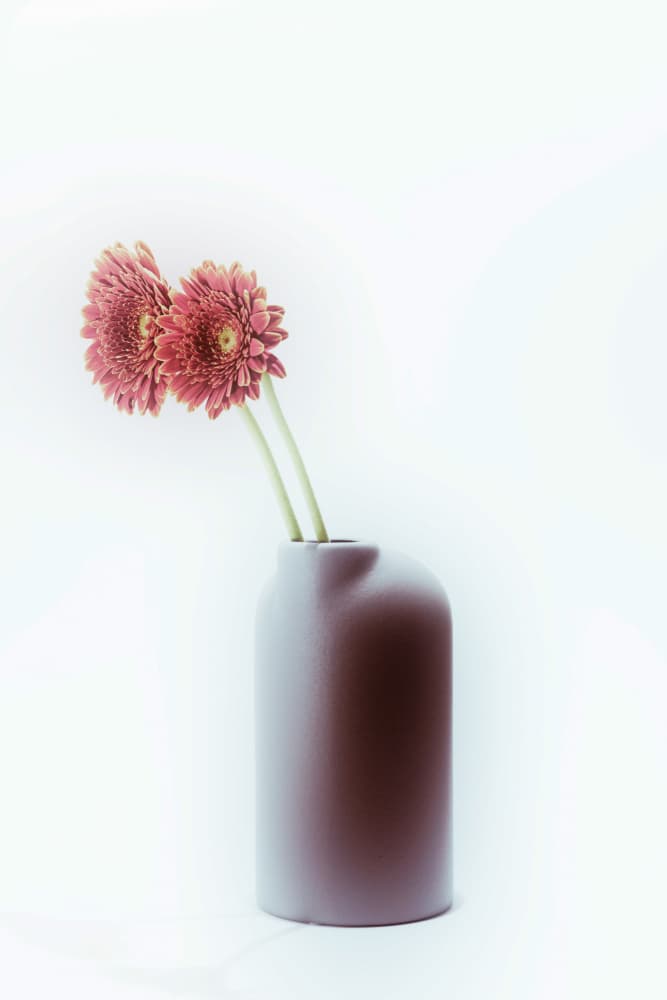 Soft Gerbera Blooms by Frank Ulrich Gandenberger — canvas wall art