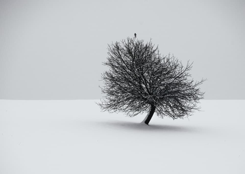 Winter Solitude Tree by Renate Wasinger — canvas wall art
