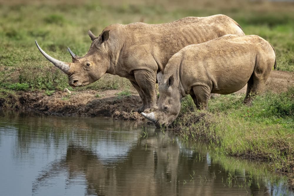 African Rhinos Drinking by Jeffrey C. Sink — canvas wall art
