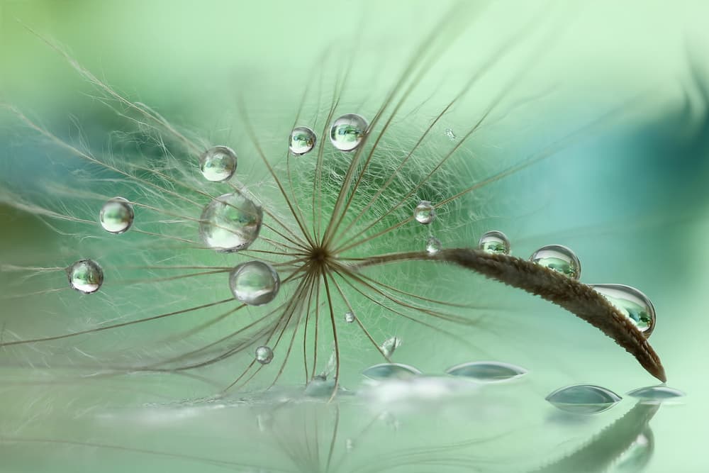 Delicate Dandelion Dew by Rina Barbieri — canvas wall art