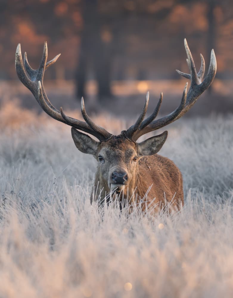 Majestic Winter Stag by Tudor Munteanu — canvas wall art