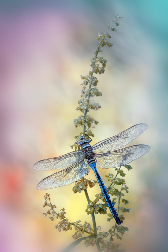 Blue Dragonfly Serenity by Fabrizio Daminelli — canvas wall art