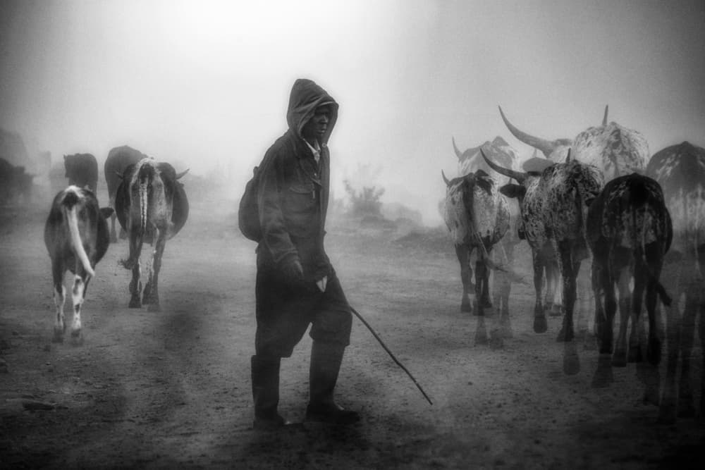 Herder In Dusty Fog by Charlaine Gerber — canvas wall art