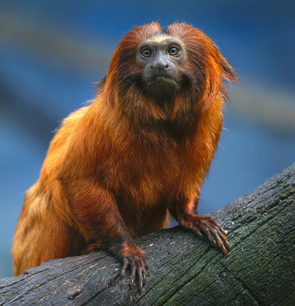 Curious Golden Tamarin by Emanuel Papamanolis — canvas wall art