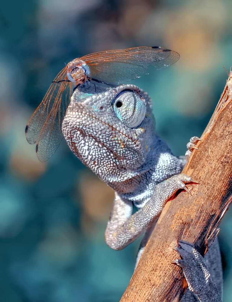 Chameleon's Dragonfly Hat by Mustafa öztürk — canvas wall art