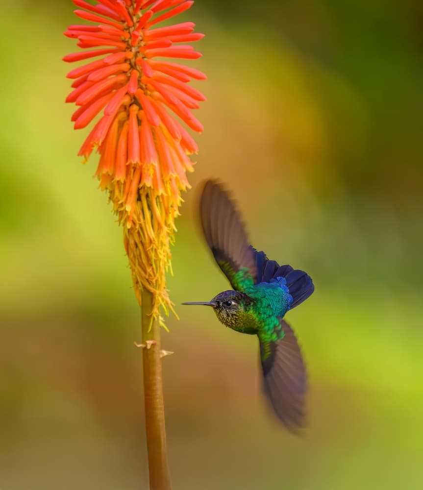 Vibrant Hummingbird Flight by Mike He — canvas wall art