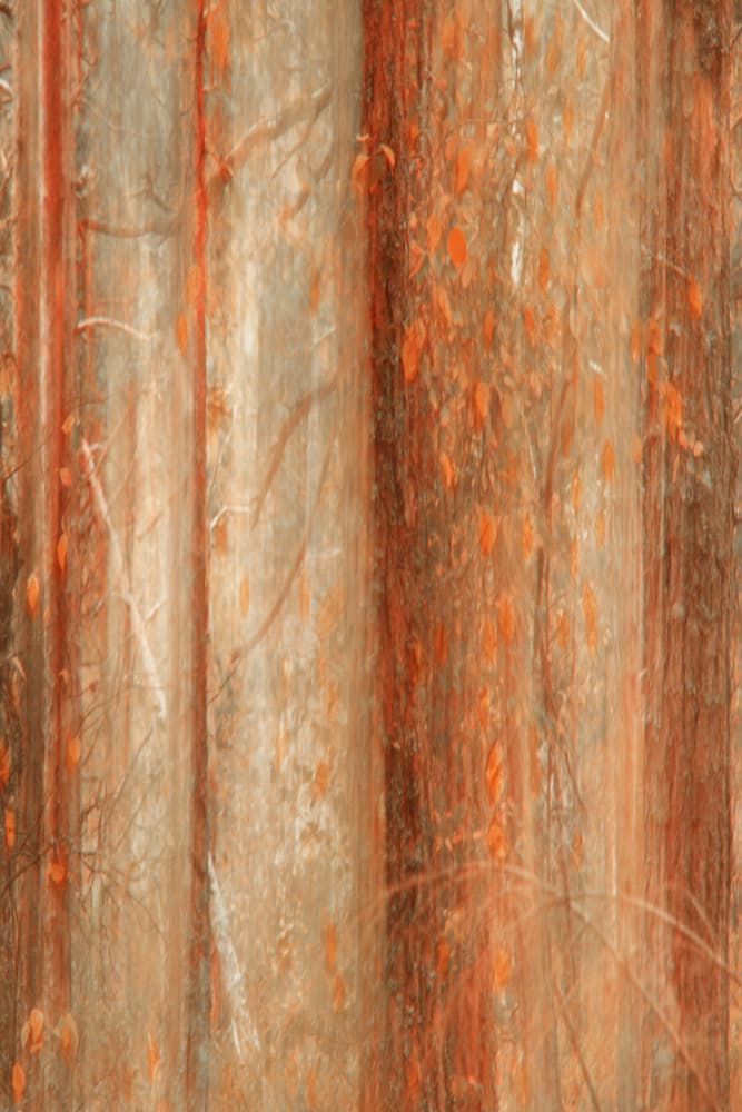 Autumn Forest Blur by Christina Sillen — canvas wall art