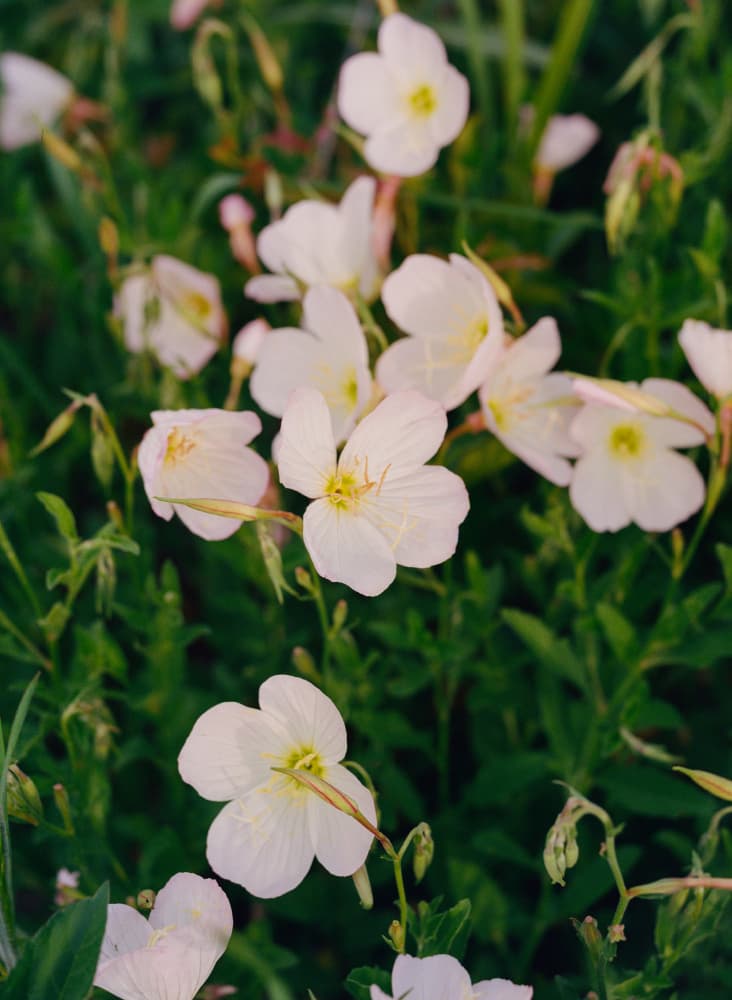 Delicate White Flowers by Bethany Young — canvas wall art
