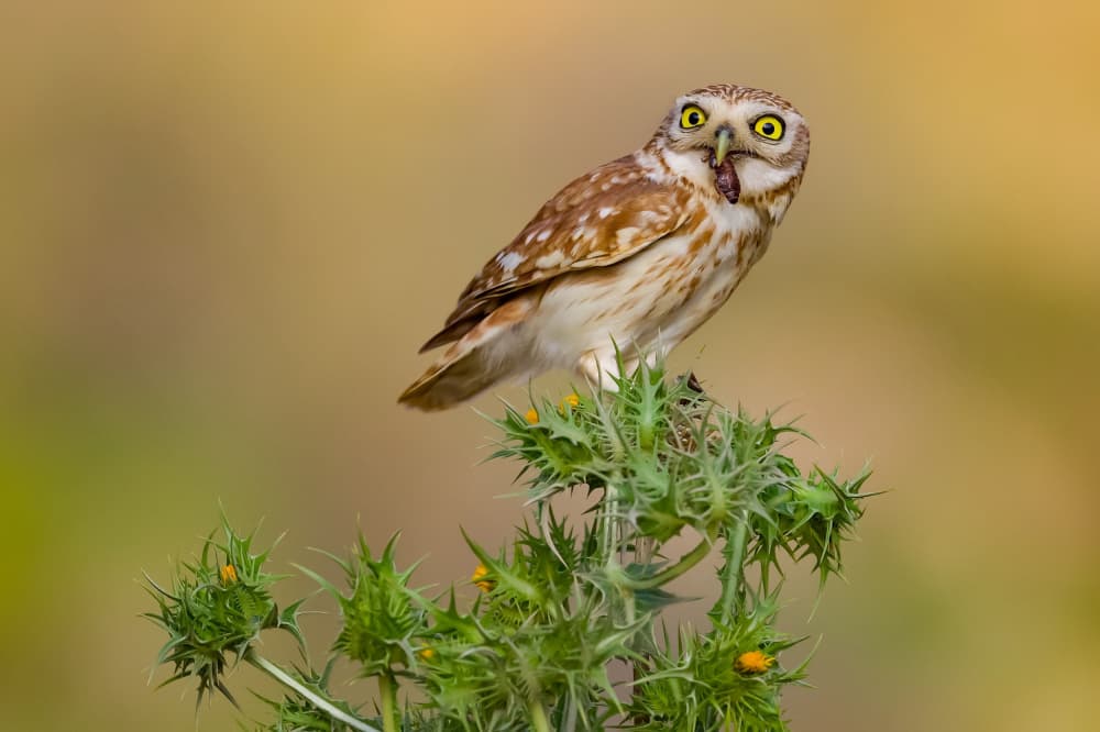 Alert Burrowing Owl by David Manusevich — canvas wall art