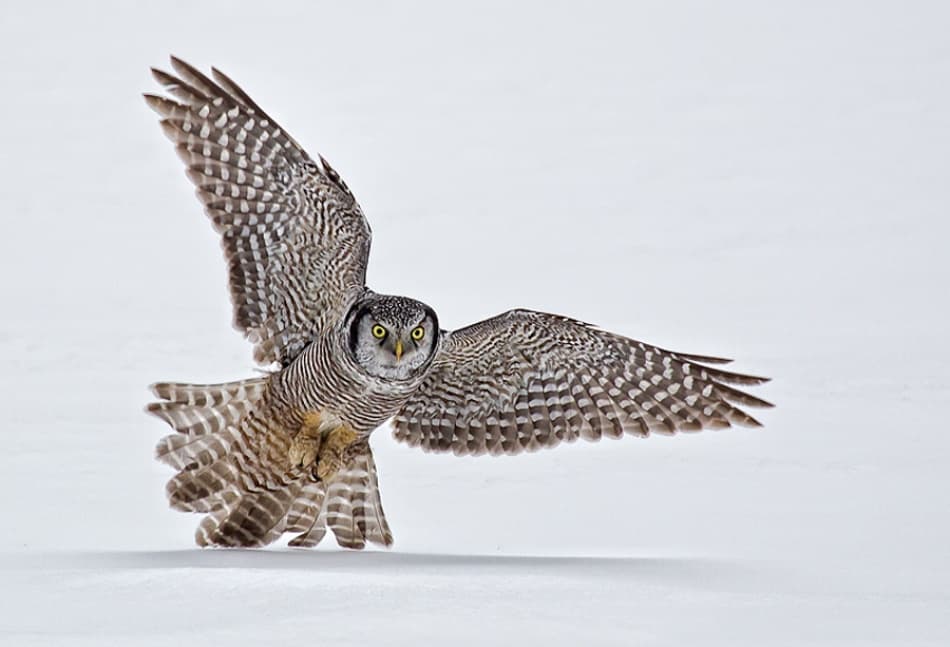 Focused Owl Flight by Fabiola Forns — canvas wall art