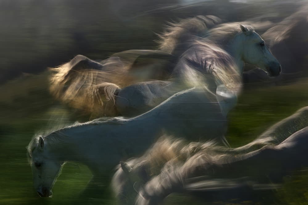 Galloping White Horses by Milan Malovrh — canvas wall art
