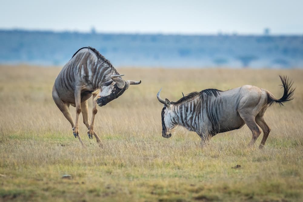 Wildebeest Play in Savanna by Jeffrey C. Sink — canvas wall art