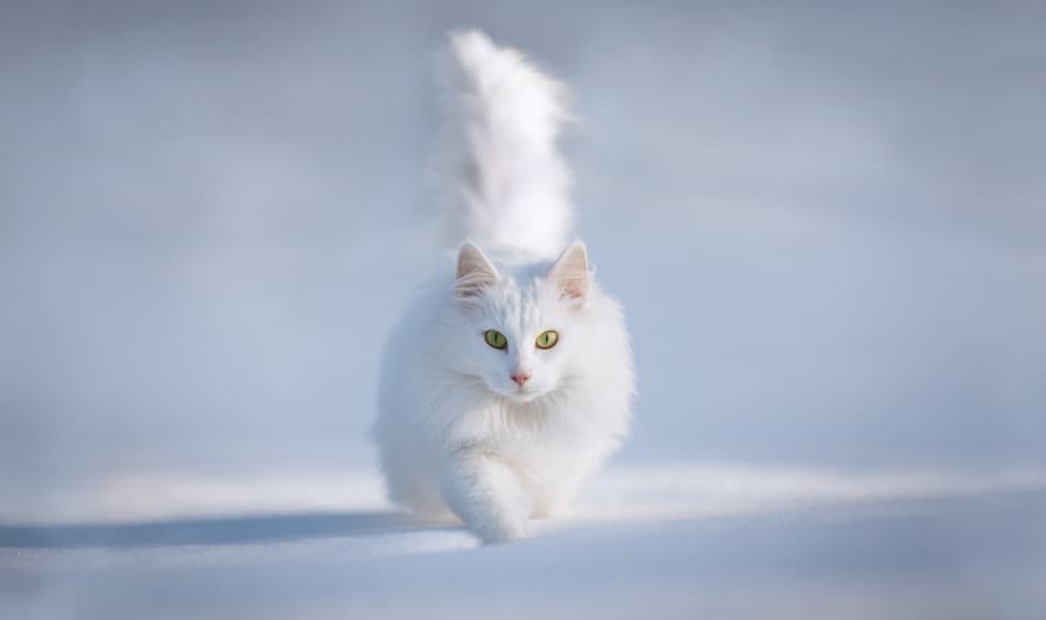 Graceful White Cat by Esmée Prexus — canvas wall art