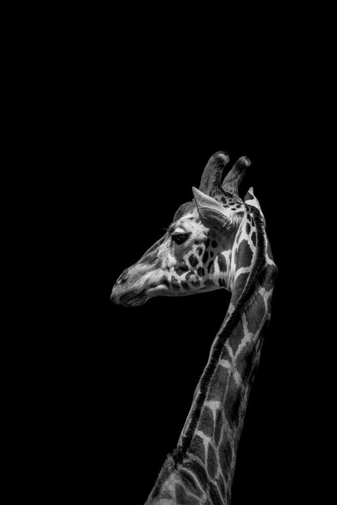 Majestic Giraffe by Frank Ma — canvas wall art