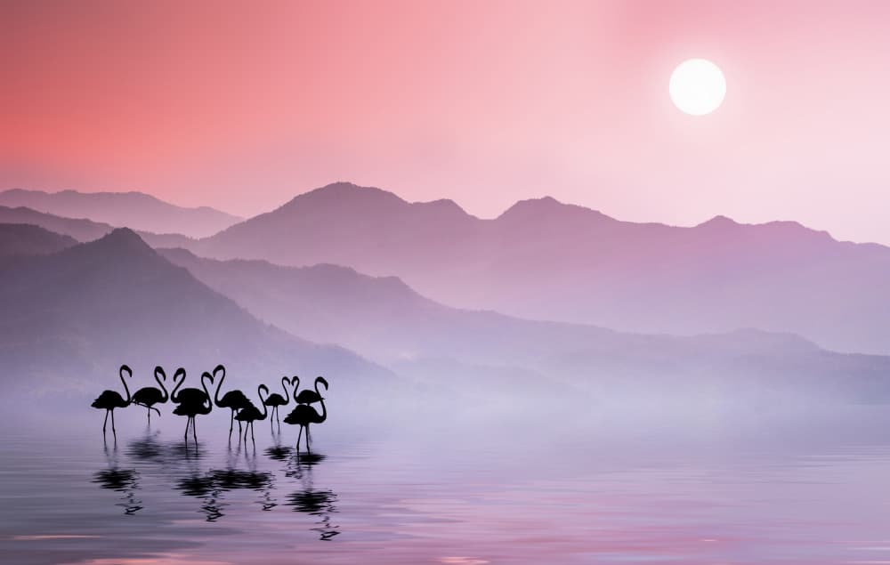 Serene Flamingo Sunset by Bess Hamiti — canvas wall art