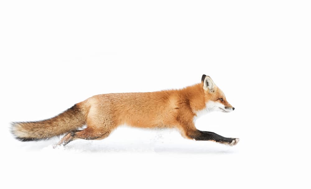 Leaping Red Fox by Jim Cumming — canvas wall art