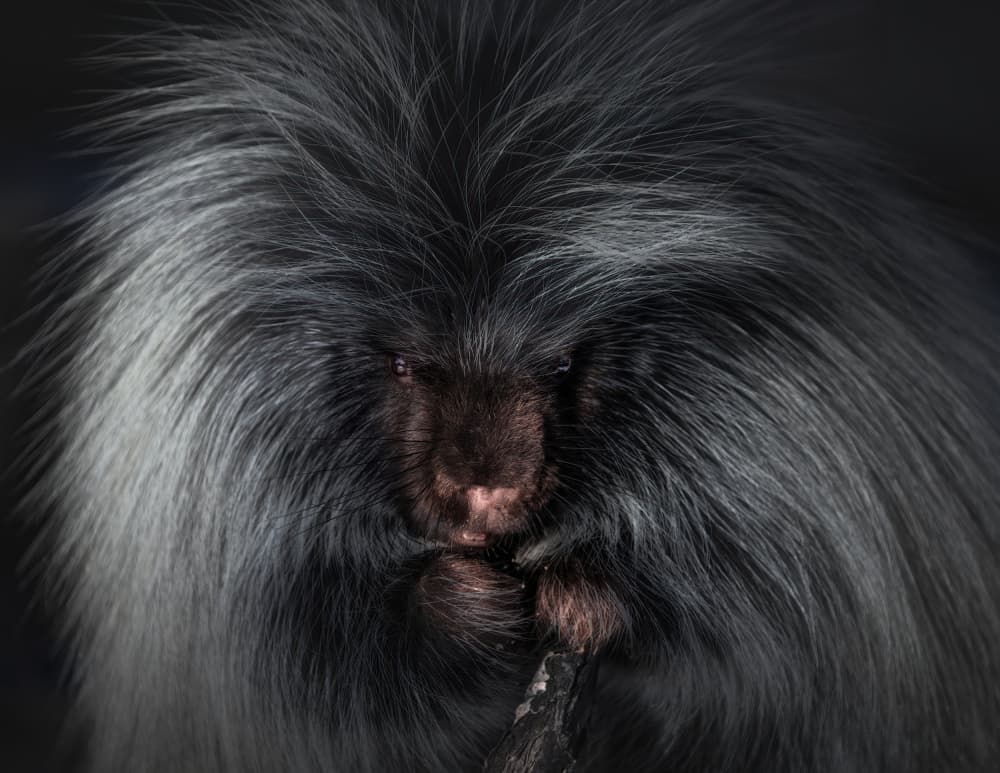 Dark Porcupine Portrait by Alex Zhao — canvas wall art