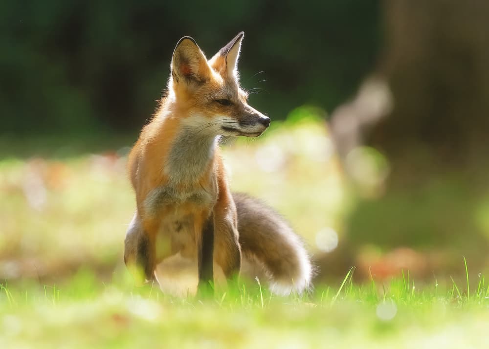 Red Fox In Sunlight by Robert Zhang — canvas wall art