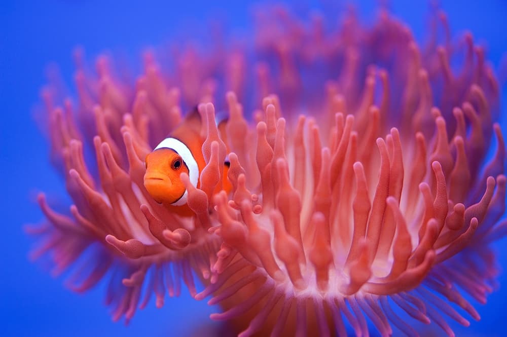 Orange Clownfish Sanctuary by Wendy — canvas wall art